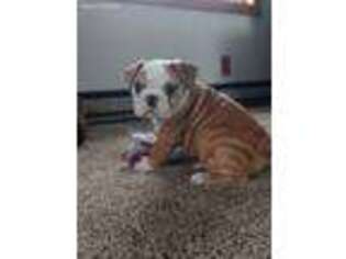 Bulldog Puppy for sale in Montevideo, MN, USA