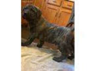 Mastiff Puppy for sale in Glasgow, KY, USA