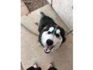 Alaskan Malamute Puppy for sale in Fort Mohave, AZ, USA
