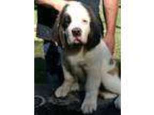 Saint Bernard Puppy for sale in Chillicothe, IL, USA