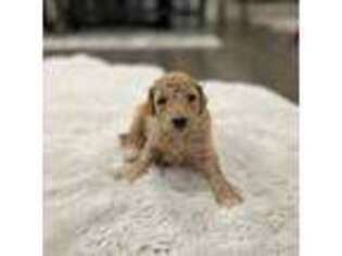 Goldendoodle Puppy for sale in Auburn, GA, USA