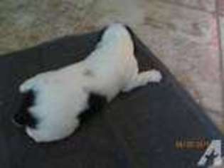 English Springer Spaniel Puppy for sale in WOOD LAKE, MN, USA
