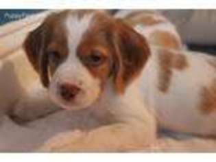 Brittany Puppy for sale in Cottonwood, CA, USA