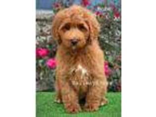 Goldendoodle Puppy for sale in Milford, IN, USA