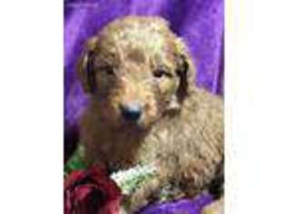 Goldendoodle Puppy for sale in Cuero, TX, USA
