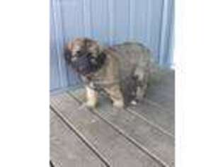View Ad: Leonberger Puppy for Sale near Ohio, Millersburg ...