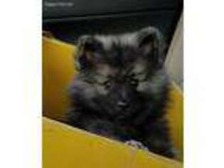 Keeshond Puppy for sale in Franklin, NH, USA