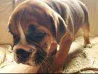 Olde English Bulldogge Puppy for sale in Keyser, WV, USA