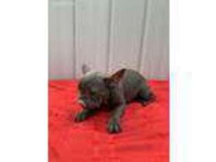 French Bulldog Puppy for sale in Saint James, MO, USA