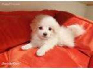 Pomeranian Puppy for sale in Fremont, CA, USA