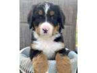 Bernese Mountain Dog Puppy for sale in Millbury, OH, USA