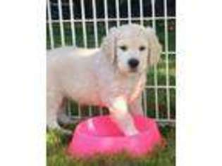 Mutt Puppy for sale in Southold, NY, USA