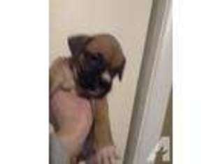 Boxer Puppy for sale in MOUNT PLEASANT, PA, USA