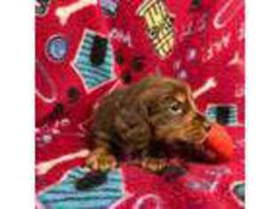 Dachshund Puppy for sale in Fredericksburg, VA, USA