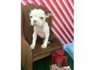 Boston Terrier Puppy for sale in Seneca Falls, NY, USA