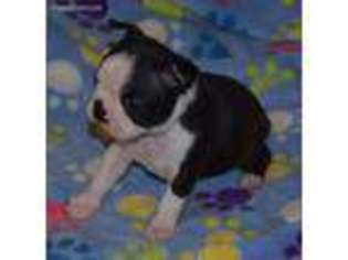 Boston Terrier Puppy for sale in Philadelphia, PA, USA