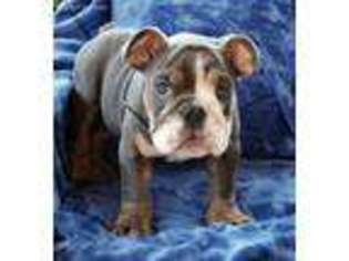 Bulldog Puppy for sale in Gurnee, IL, USA