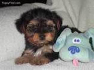 Yorkshire Terrier Puppy for sale in Mc Grady, NC, USA
