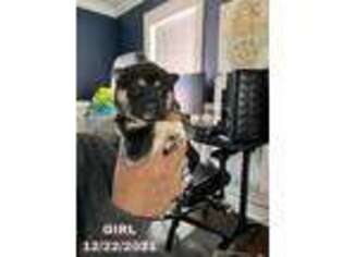 Shiba Inu Puppy for sale in Charleston, SC, USA