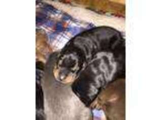 Doberman Pinscher Puppy for sale in Whitewater, WI, USA
