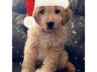 Goldendoodle Puppy for sale in Edison, NJ, USA