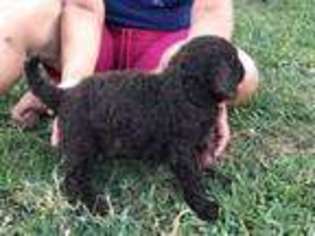 Labradoodle Puppy for sale in Belle Chasse, LA, USA