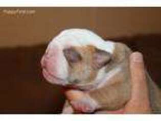 Bulldog Puppy for sale in Flemingsburg, KY, USA