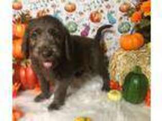 Labradoodle Puppy for sale in Reeds Spring, MO, USA