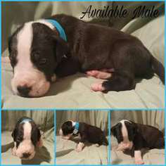 Great Dane Puppy for sale in Cookeville, TN, USA