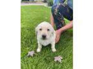 Labrador Retriever Puppy for sale in Middlefield, OH, USA