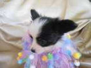 Papillon Puppy for sale in Floral City, FL, USA