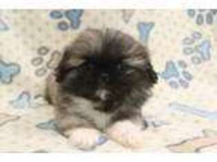 Pekingese Puppy for sale in Joice, IA, USA