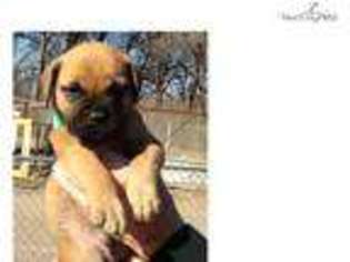 Bullmastiff Puppy for sale in Wichita, KS, USA