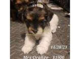 Yorkshire Terrier Puppy for sale in Dover, DE, USA