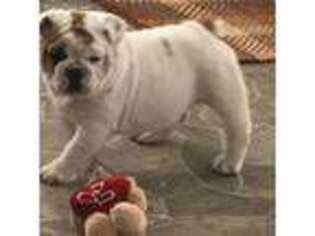Bulldog Puppy for sale in Porum, OK, USA