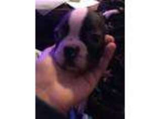 Boston Terrier Puppy for sale in Flint, MI, USA