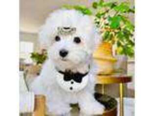 Maltese Puppy for sale in Rosemead, CA, USA