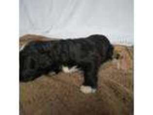 Mutt Puppy for sale in Loveland, CO, USA
