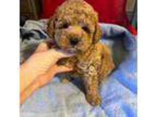 Mutt Puppy for sale in Canton, TX, USA