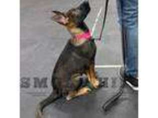 German Shepherd Dog Puppy for sale in Chapman, KS, USA