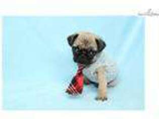 Pug Puppy for sale in Los Angeles, CA, USA