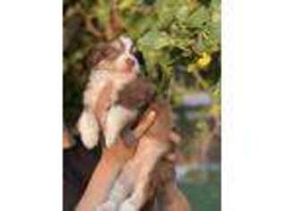 Miniature Australian Shepherd Puppy for sale in Palmdale, CA, USA