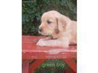 Golden Retriever Puppy for sale in Newdale, ID, USA