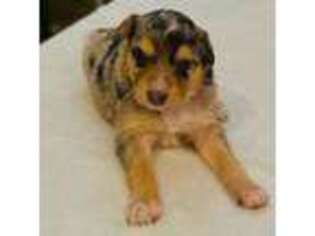 Australian Shepherd Puppy for sale in Luverne, MN, USA