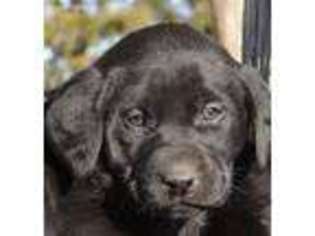 Labrador Retriever Puppy for sale in Ainsworth, NE, USA