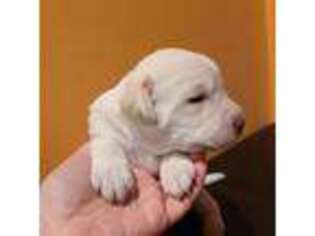 Labrador Retriever Puppy for sale in Englishtown, NJ, USA