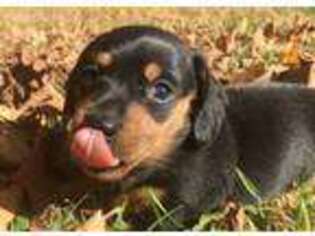 Dachshund Puppy for sale in Menomonie, WI, USA