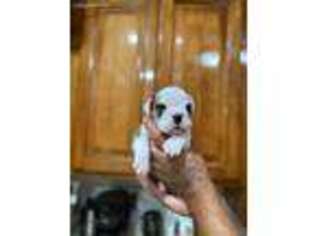 Bulldog Puppy for sale in Mission Hills, CA, USA