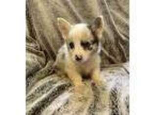 Pembroke Welsh Corgi Puppy for sale in Longton, KS, USA