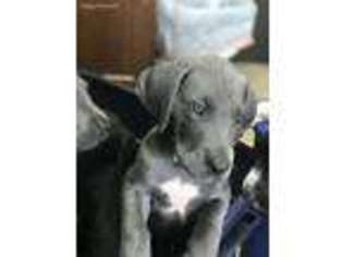 Great Dane Puppy for sale in Ypsilanti, MI, USA